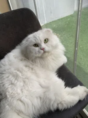 قطه للبيع جامبو ريشيه