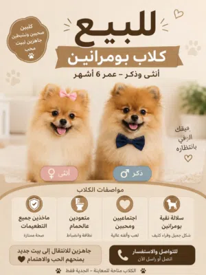 جراء بومرينيان أصيلة – 6 أشهر – جميع التطعيمات – مدربة على الحمام – صحة ممتازة – العين