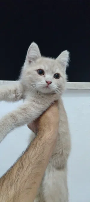 قط سكوتش ستريت