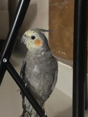 كوكتيل للبيع