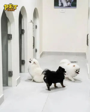 نعلن عن توفر جراء بوميرنيان جميلة ونقية، تتميز بصحة ممتازة وشكل جذاب وفرو كثيف وناعم.