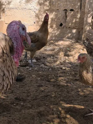 دجاج بلدي للبيع