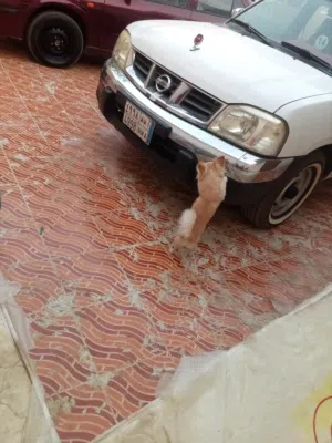 للبيع كلاب للبيع