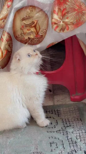 قطه هملايا للبيع