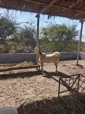 اقرا الوصف شي فحل وشي ابكار من حلال الجواميد