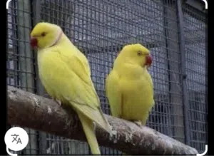 البيع ببغاء دره اصفر زوج