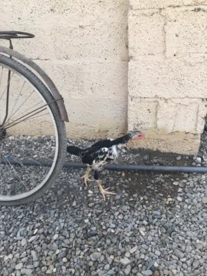 ديك بكستني أصلي مل ضربه ديك طويل ولونه ميز