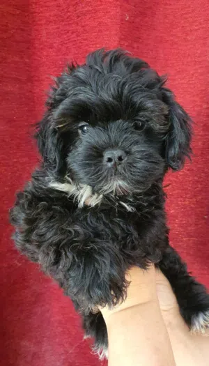 cute maltipo puppy