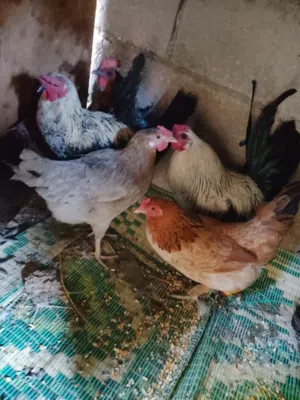 8دجاج بياض و3ديوك صحه ونظافه