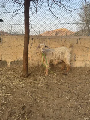 شاه عمانيه للبيع