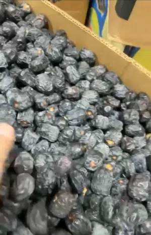 عجوه حبه وسط وصغير