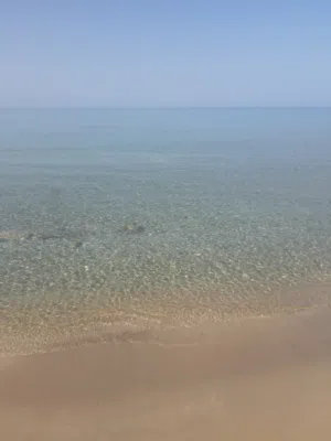 علي الحر