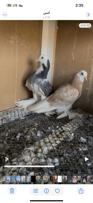 كوبيا طرنبيط ربي يبارك