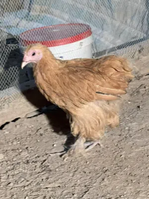 دجاجه براهمه بوف