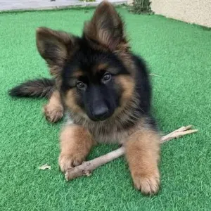 German shepherd puppies
