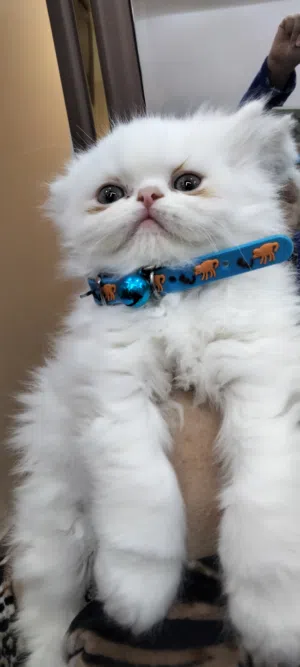 قطة بنت دبدوبة شهرين بيرشن مستوى عالى جاهزة لبيتها الجديد