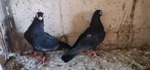 فراخ فنرات لون اسود تبارك الله قد كفة الايد