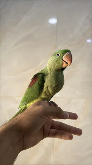 متو نيبالي حجم كبير Nepali Parrot bird