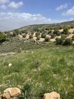 Farm Land for Sale in Salt A'llan