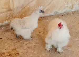 ديك ودجاجه مصوف مقزم شغالات
