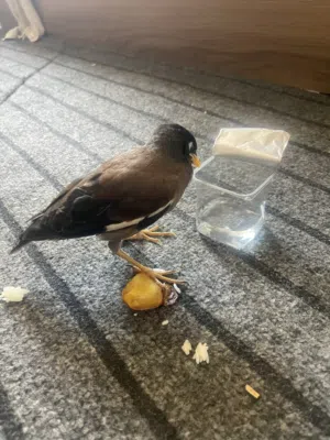 البصره ابو الخصيب