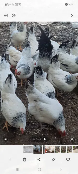 متاح صوص سايكس انقليزي عدد 50 عمر شهر مطعمات صحه نضافه