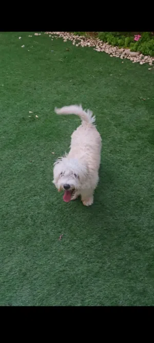 كلب مالتيبو للبيع