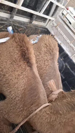 للبيع قعدان محليه فاخره شي يجمل يوجد خدمة توصيل لجميع مناطق الكويت