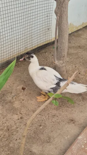 بطة للتبني بصحة ممتازة