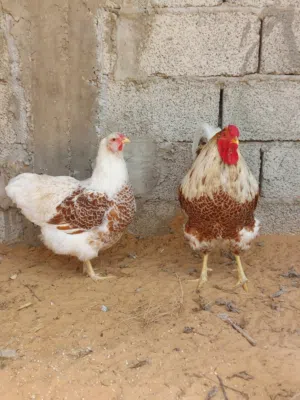 كوبية ون دوت بركاني منتجة مكانها الزاوية جوددائم
