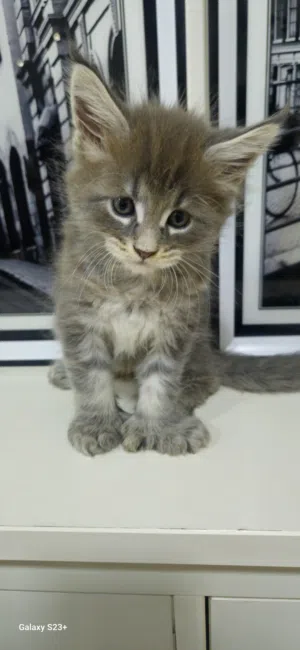 Maine coon kitten (pure)Maine Coon kittens are known for their large size, gentle "gentle giant" tem