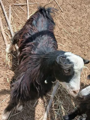 تيس للببع من عزب سعديات