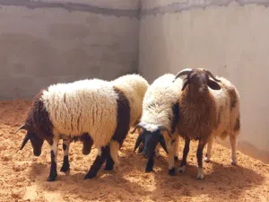 حوالى ثلوتيات ماشاء الله