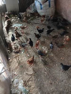 دجاج بلدي متنوع