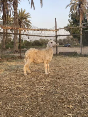 كباشة نجديات