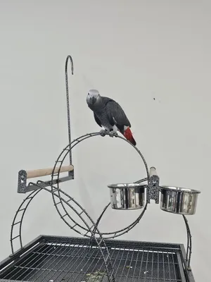 ‏ببغاء‏3