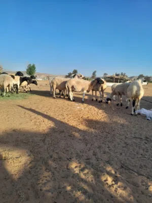 اغنام للبيع العدد 19