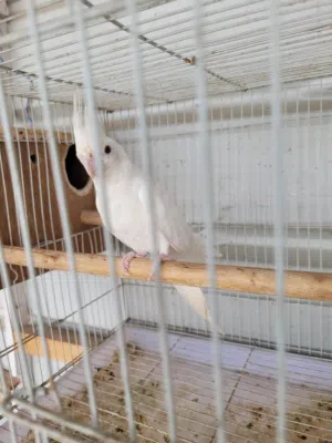 cocktail male and female albino red eyes