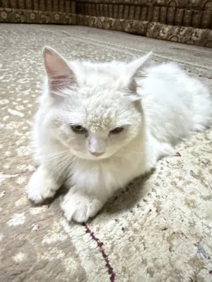 قط شيرازي ابض