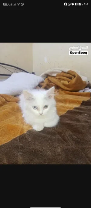 قطه للبيع قيم وخذها الي يرضي