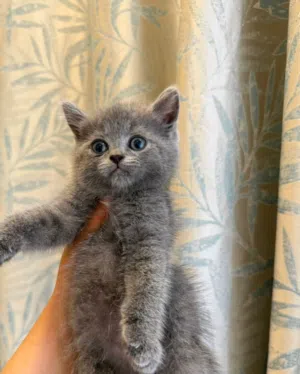 British blue short hair