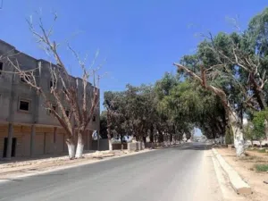 2300 متر شارع الشجر عالرئيسي على شارعين