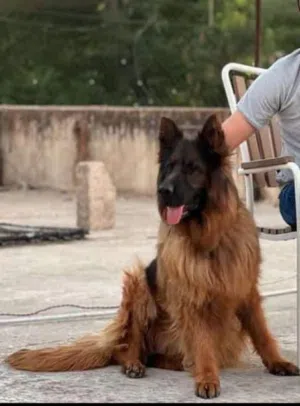 انثاي جيرمن عمر سنتين