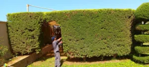 خدمات بستنة وتنسيق حداىق