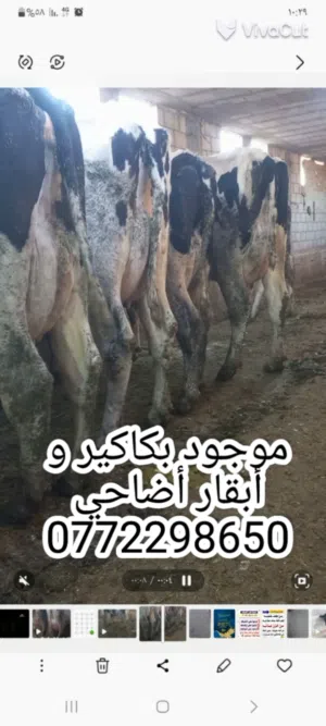 أبقار أضاحي