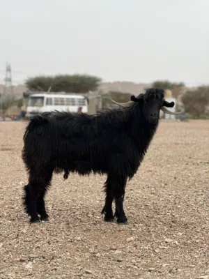 تيس وشاه للبيع