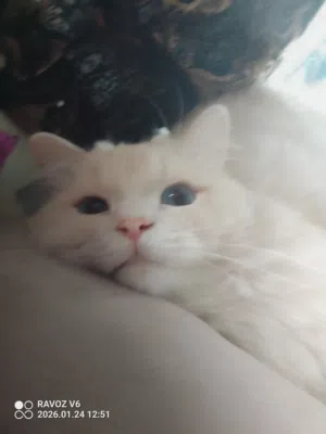 للتزاوج أو التبني المؤقت