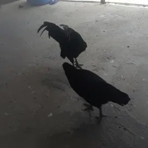 كريم عبد الله خليل ابوعجيان 