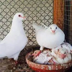 Pigeons0
