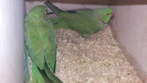 زوج دره للبيع